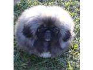 Pekingese Puppy for sale in Diboll, TX, USA