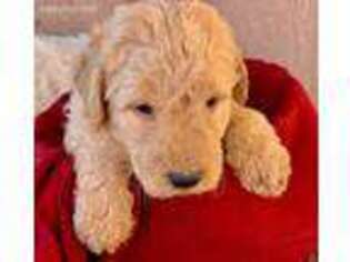 Goldendoodle Puppy for sale in Joseph City, AZ, USA