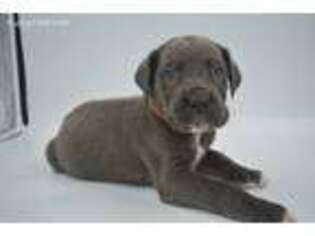 Great Dane Puppy for sale in Bowling Green, KY, USA