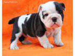 Bulldog Puppy for sale in Clermont, GA, USA