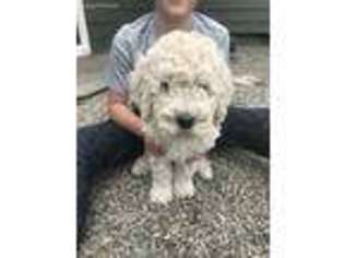Goldendoodle Puppy for sale in Coulee City, WA, USA