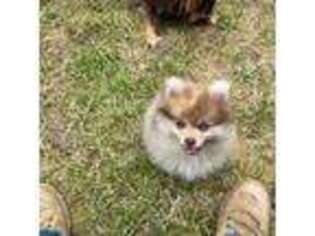 Pomeranian Puppy for sale in Port Ludlow, WA, USA