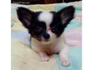 Chihuahua Puppy for sale in Vilonia, AR, USA