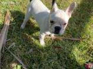 French Bulldog Puppy for sale in Dickinson, TX, USA