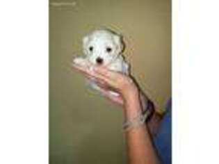 Mutt Puppy for sale in Pisgah, AL, USA