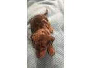 Dachshund Puppy for sale in Milton, KY, USA