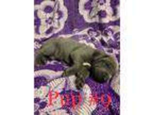 Great Dane Puppy for sale in Redding, CA, USA