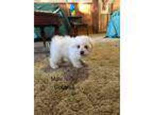 Bichon Frise Puppy for sale in Penn Yan, NY, USA