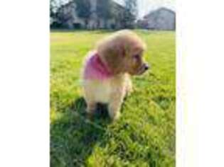 Golden Retriever Puppy for sale in Fresno, CA, USA