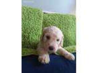 Mutt Puppy for sale in Armagh, PA, USA