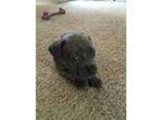 Cane Corso Puppy for sale in Stafford, VA, USA