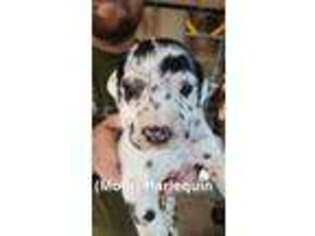 Great Dane Puppy for sale in Devine, TX, USA