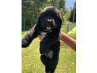 Newfoundland Puppy for sale in Catawissa, MO, USA