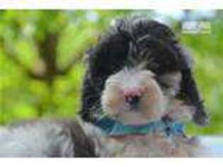 Springerdoodle Puppy for sale in Youngstown, OH, USA