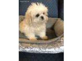 Shinese Puppy for sale in Cedar Rapids, IA, USA