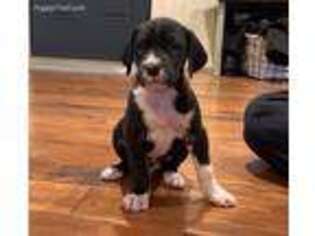 Great Dane Puppy for sale in Marysville, OH, USA