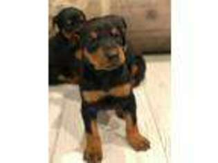 Doberman Pinscher Puppy for sale in Artois, CA, USA