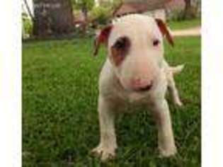 Bull Terrier Puppy for sale in Morrison, TN, USA