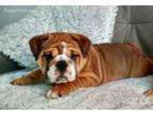 Bulldog Puppy for sale in Yelm, WA, USA