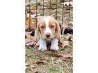 Beagle Puppy for sale in Clarence, LA, USA