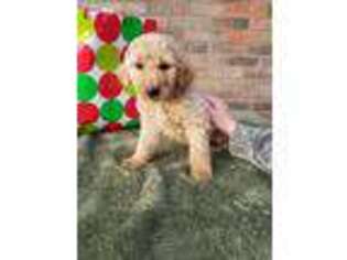 Goldendoodle Puppy for sale in Purdy, MO, USA