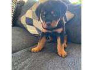 Rottweiler Puppy for sale in Burbank, IL, USA