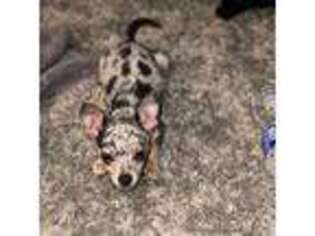Chihuahua Puppy for sale in Lehigh Acres, FL, USA