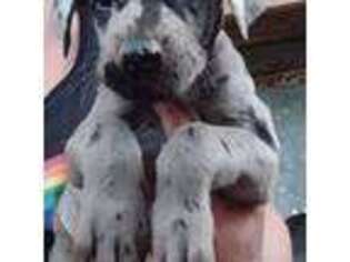 Great Dane Puppy for sale in Mariposa, CA, USA