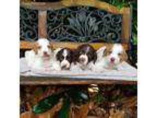 Brittany Puppy for sale in Gaffney, SC, USA