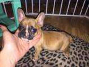 French Bulldog Puppy for sale in Galatia, IL, USA