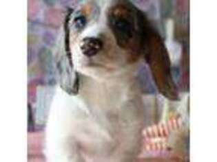 Dachshund Puppy for sale in Pflugerville, TX, USA