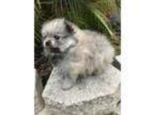 Pomeranian Puppy for sale in Sanford, FL, USA