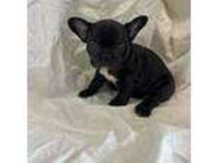 French Bulldog Puppy for sale in Kyle, TX, USA