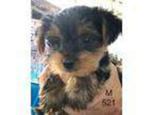 Yorkshire Terrier Puppy for sale in Homosassa, FL, USA