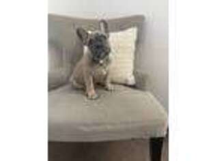 French Bulldog Puppy for sale in ATWATER, CA, USA