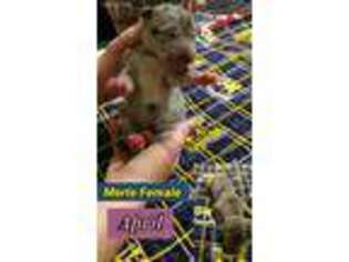 Great Dane Puppy for sale in Cumberland Furnace, TN, USA