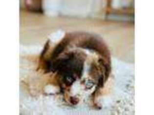 Miniature Australian Shepherd Puppy for sale in Charlestown, IN, USA