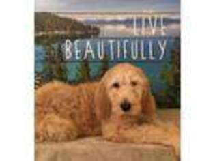 Goldendoodle Puppy for sale in Atlanta, GA, USA