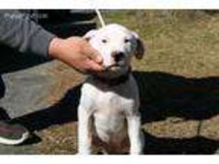 Dogo Argentino Puppy for sale in Findlay, OH, USA