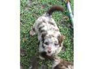 Mutt Puppy for sale in Albertville, AL, USA