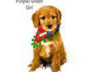 Goldendoodle Puppy for sale in Melissa, TX, USA