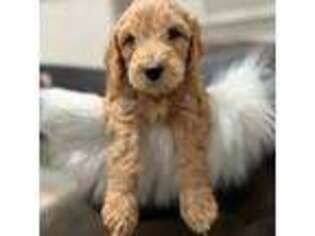 Goldendoodle Puppy for sale in Chino Hills, CA, USA