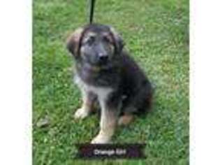 German Shepherd Dog Puppy for sale in Coal City, WV, USA