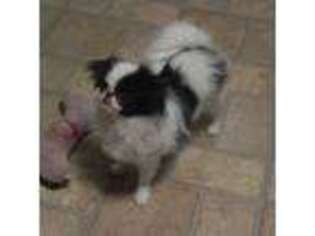 Mutt Puppy for sale in Hillsboro, MO, USA