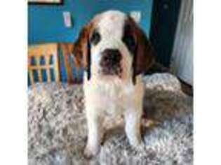 Saint Bernard Puppy for sale in East Hampton, CT, USA