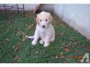 Goldendoodle Puppy for sale in ALTADENA, CA, USA