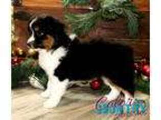 Miniature Australian Shepherd Puppy for sale in Cedar City, UT, USA