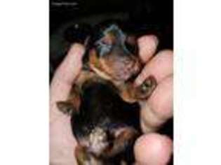 Yorkshire Terrier Puppy for sale in Union Grove, NC, USA