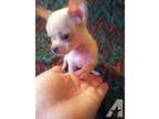 Mutt Puppy for sale in SPRING BRANCH, TX, USA