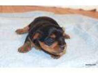 Yorkshire Terrier Puppy for sale in Grand Island, NE, USA